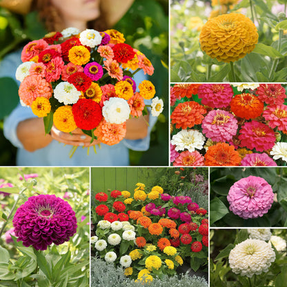 Zinnia Seeds Mix