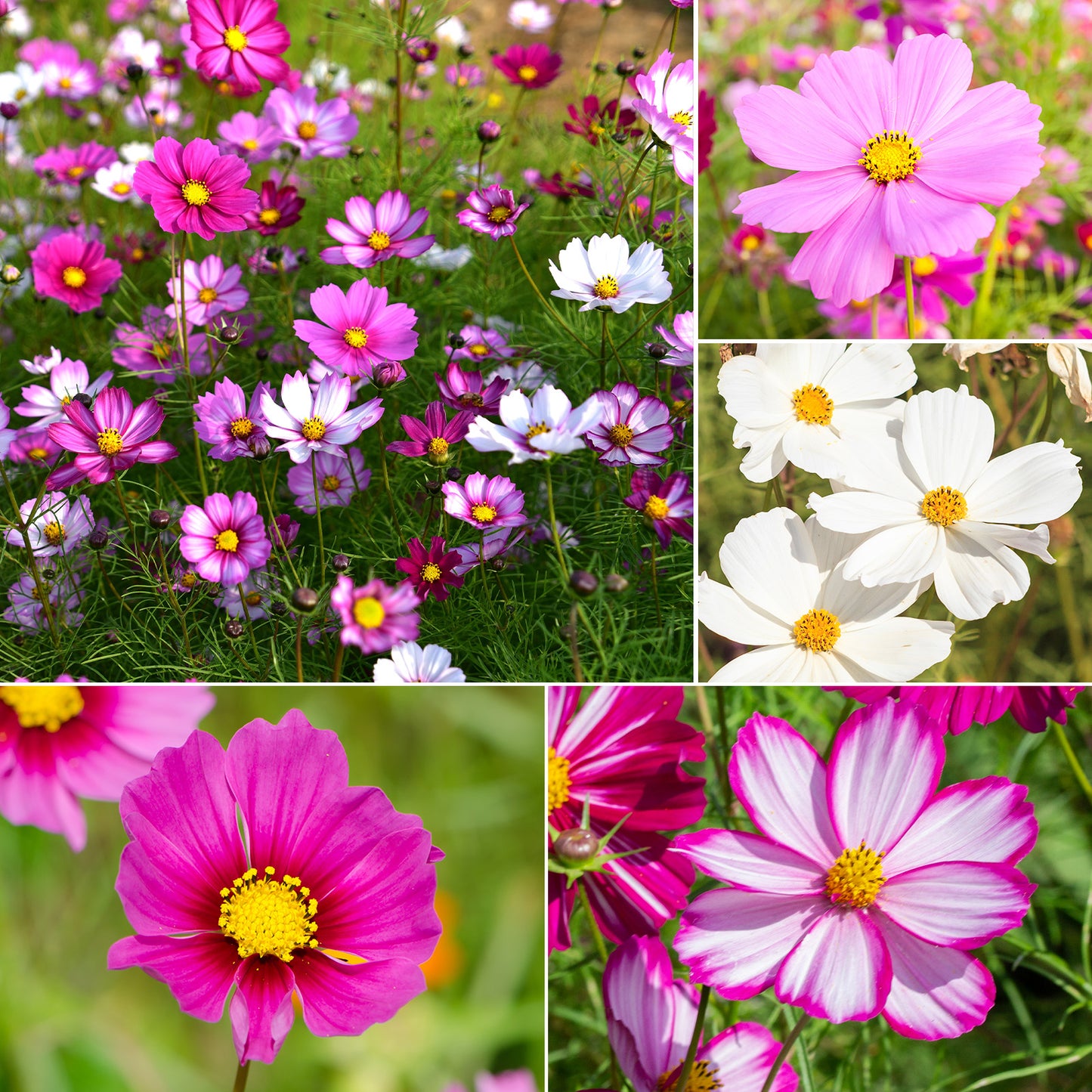 Cosmos Seeds Wildflower Mix 4 varieties