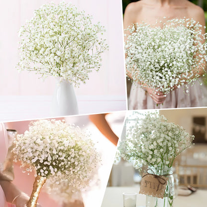 Baby's Breath Seeds 1oz