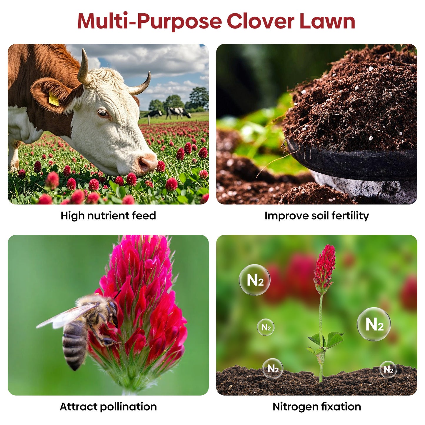 Crimson Clover Seeds 5 lbs.