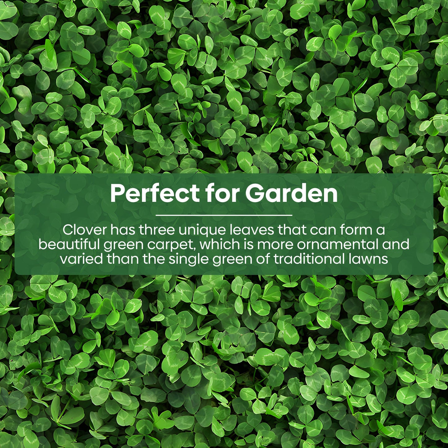 Mini White Clover Seeds 1LB