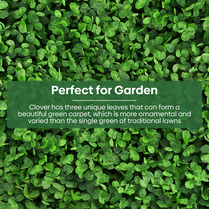 Mini White Clover Seeds 1LB