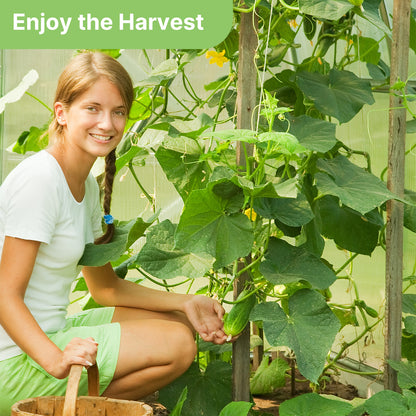 Organic Cucumber Seeds