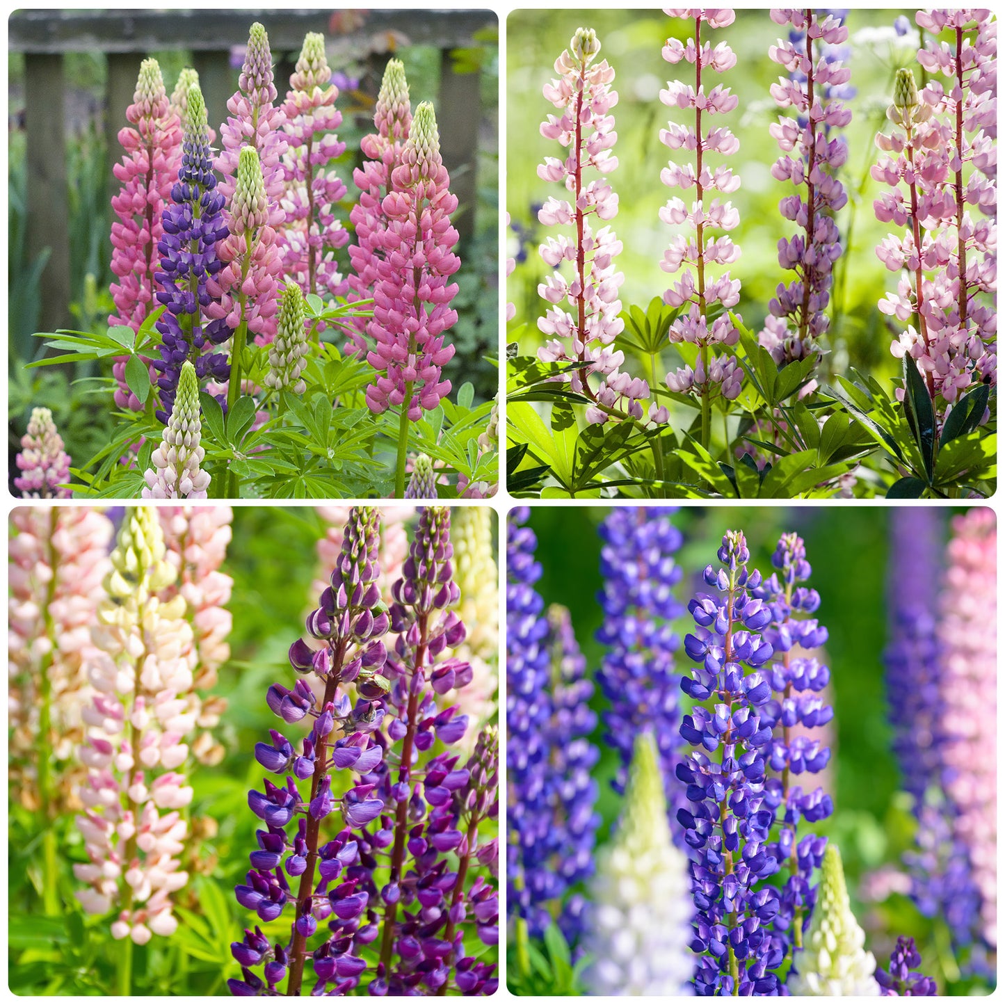 Russell Lupine Seeds