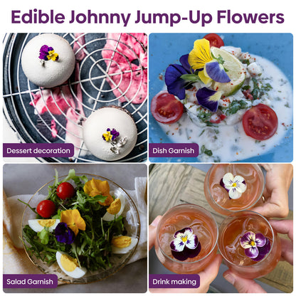 Johnny jump up Viola 6g