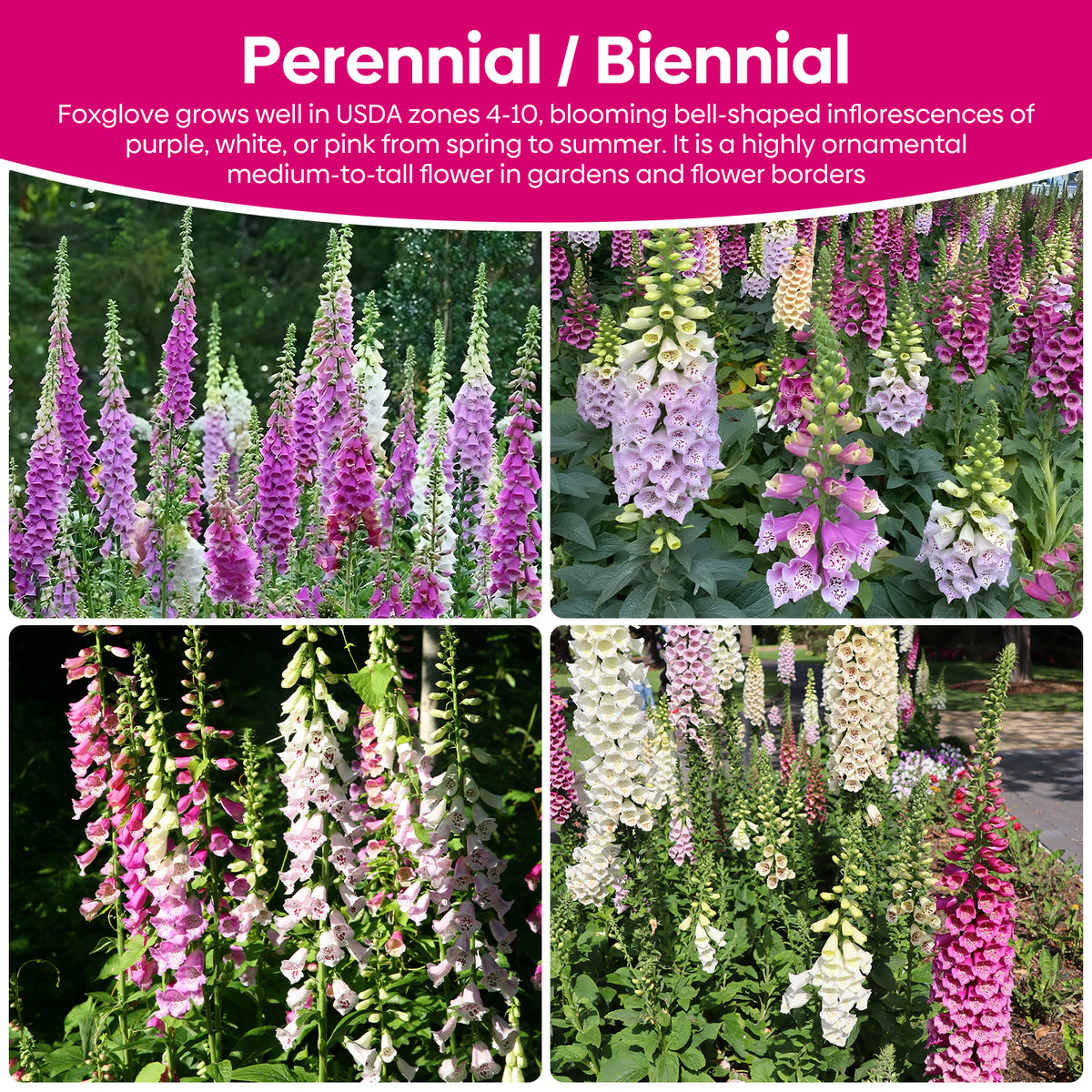 Foxglove Seeds,1 Ounce 290,000+ Seeds