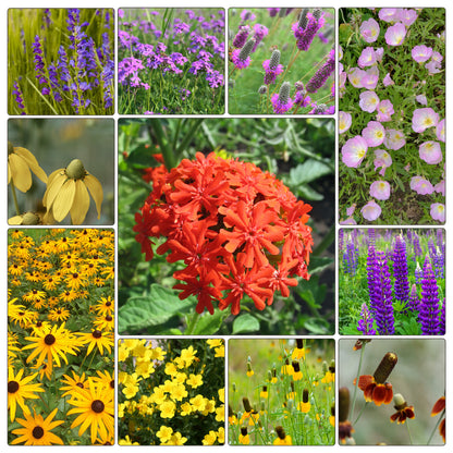 10000+ All Perennial Wildflower Seeds 1 OZ 23 Varieties