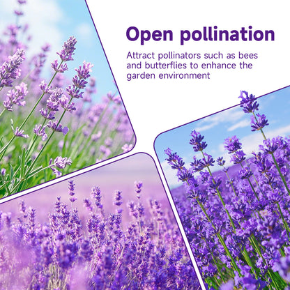 English Lavender Seeds, 1500+