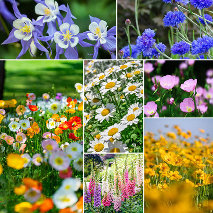 13 Varieties Partial Shade Wildflower Seeds