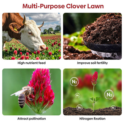 Crimson Clover Seeds 2 lbs.