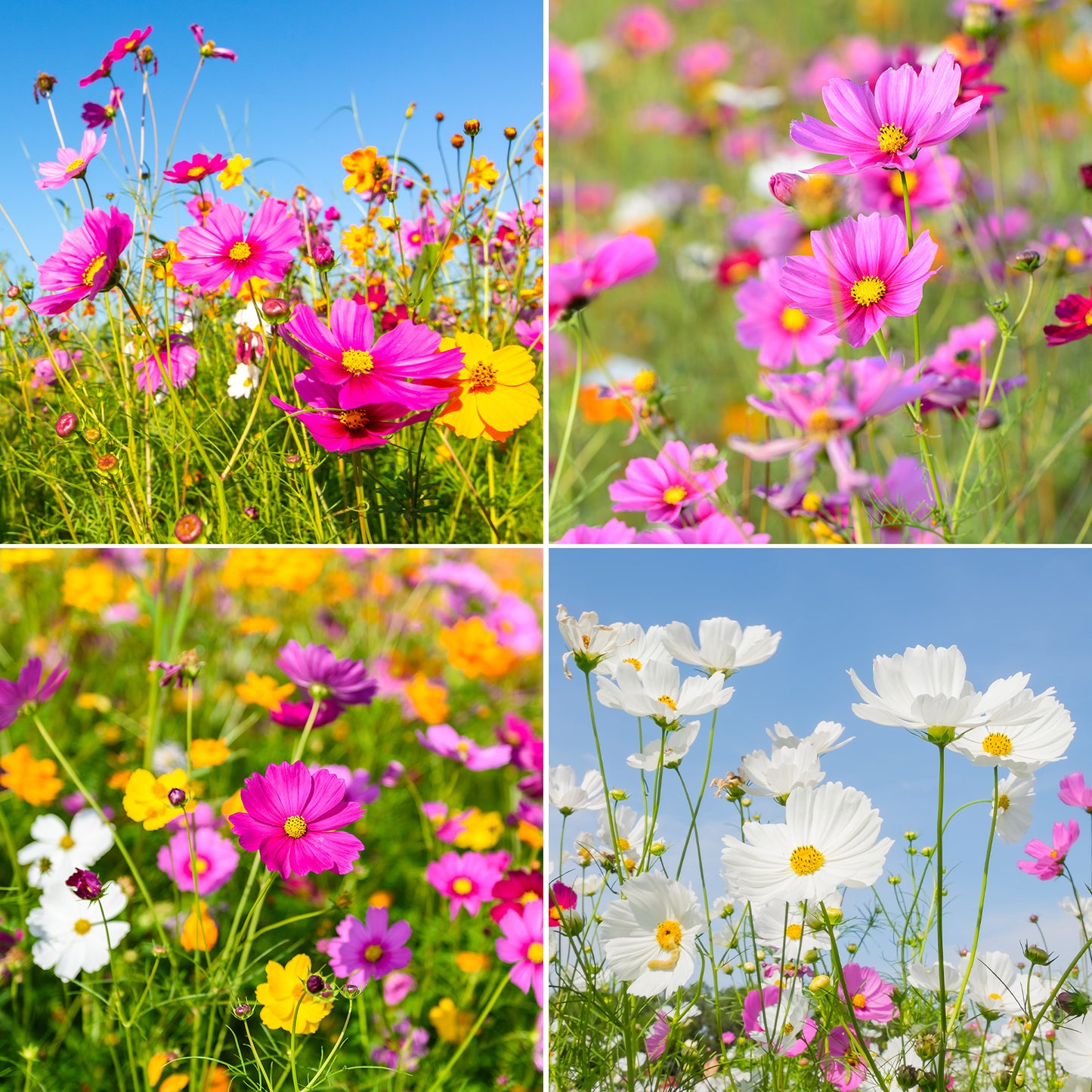 Cosmos 10 Varieties mix 1oz