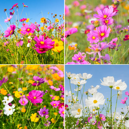 Cosmos 10 Varieties mix 1oz