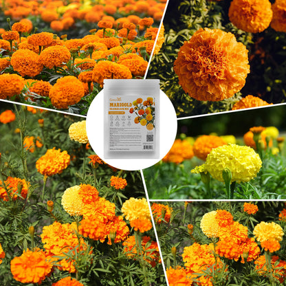 Marigold african seeds 1oz