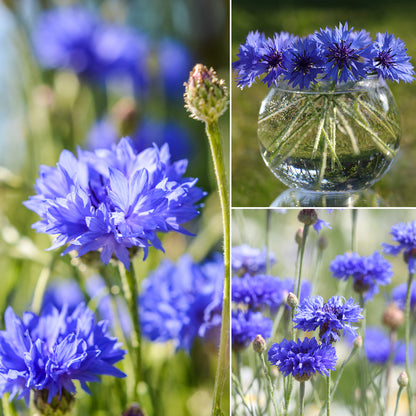 6000+ Blue Bachelor Button Seeds - Centaurea Cyanus