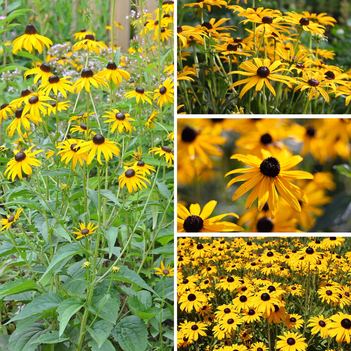 black eye susan 2g