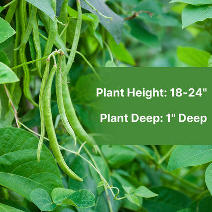 Contender Bush Green Bean Seeds