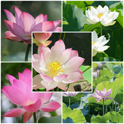 10Pcs Lotus Flower Seeds