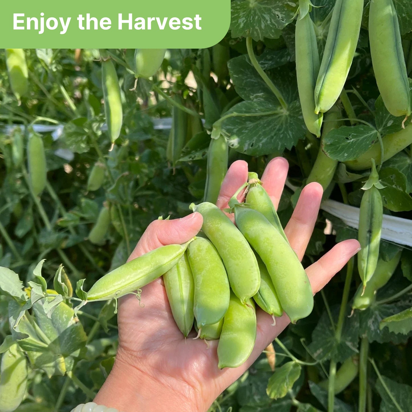 Sugar Snap Pea Seeds