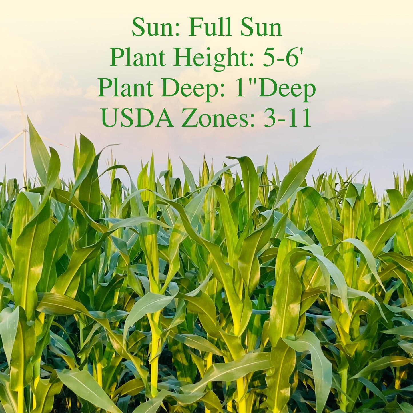 Golden Bantam Corn Seeds