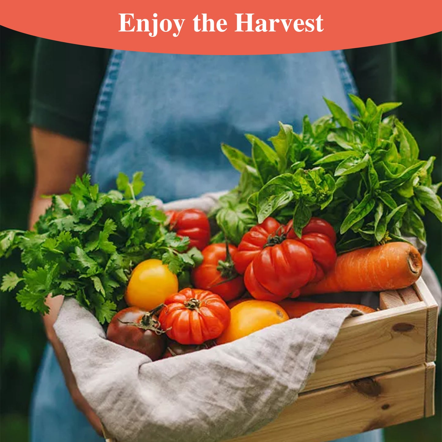 Beefsteak Tomato Seeds for Planting Indoor and Outdoor