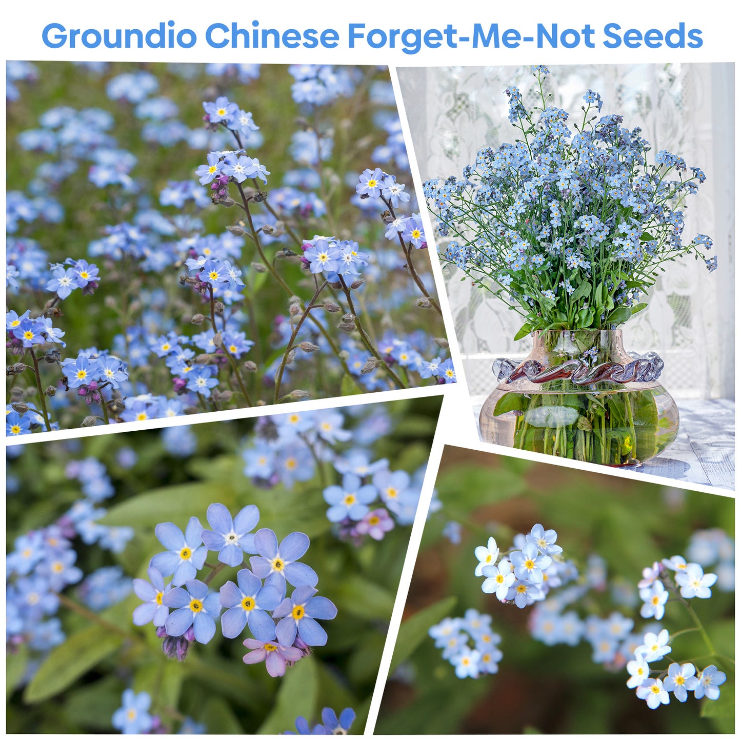 Chinese Forget Me Not Seeds 1 Ounce 6000+