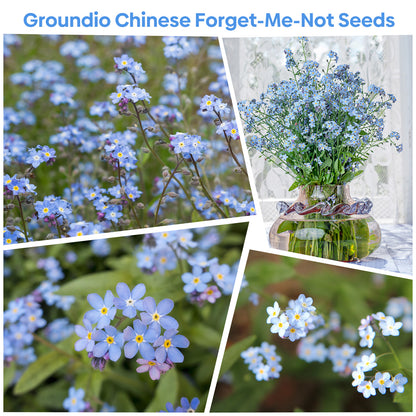 Chinese Forget Me Not Seeds 1 Ounce 6000+