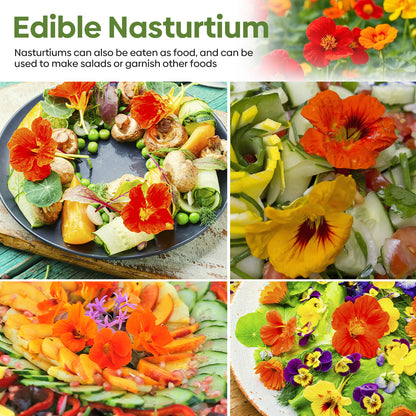 Nasturtium Seeds 1oz