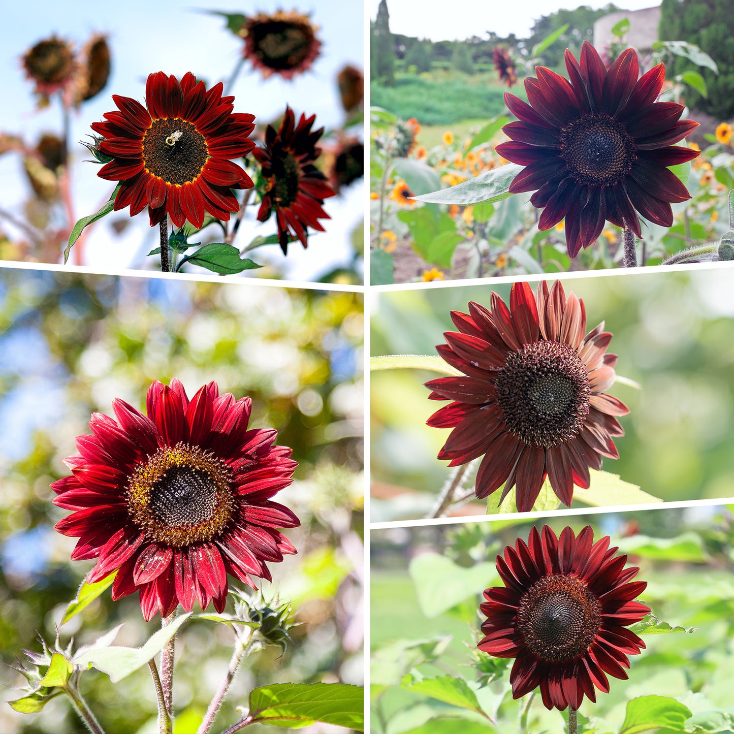 Chocolate Cherry Sunflower Seeds