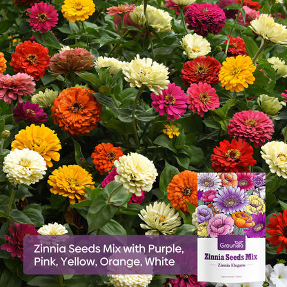 Zinnia Seeds Mix