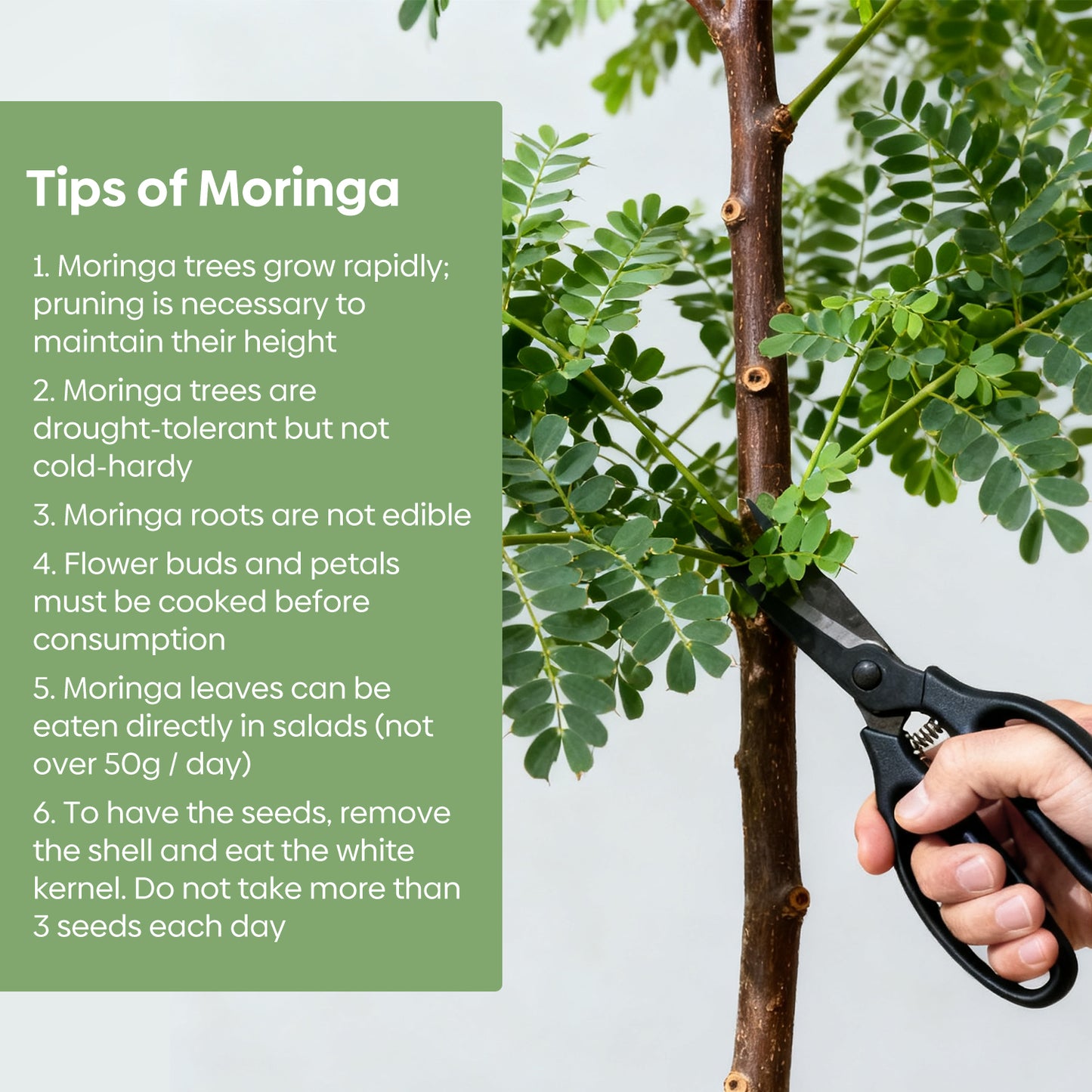 Moringa Seeds 2 Ounce