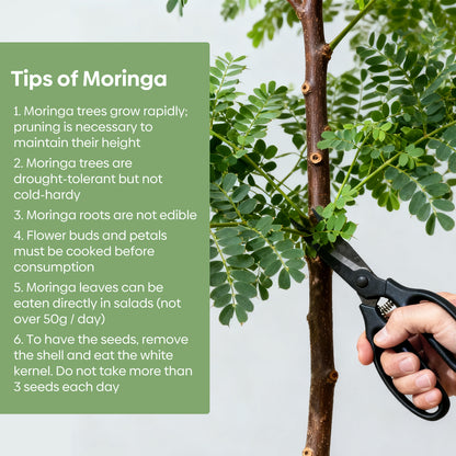 Moringa Seeds 2 Ounce