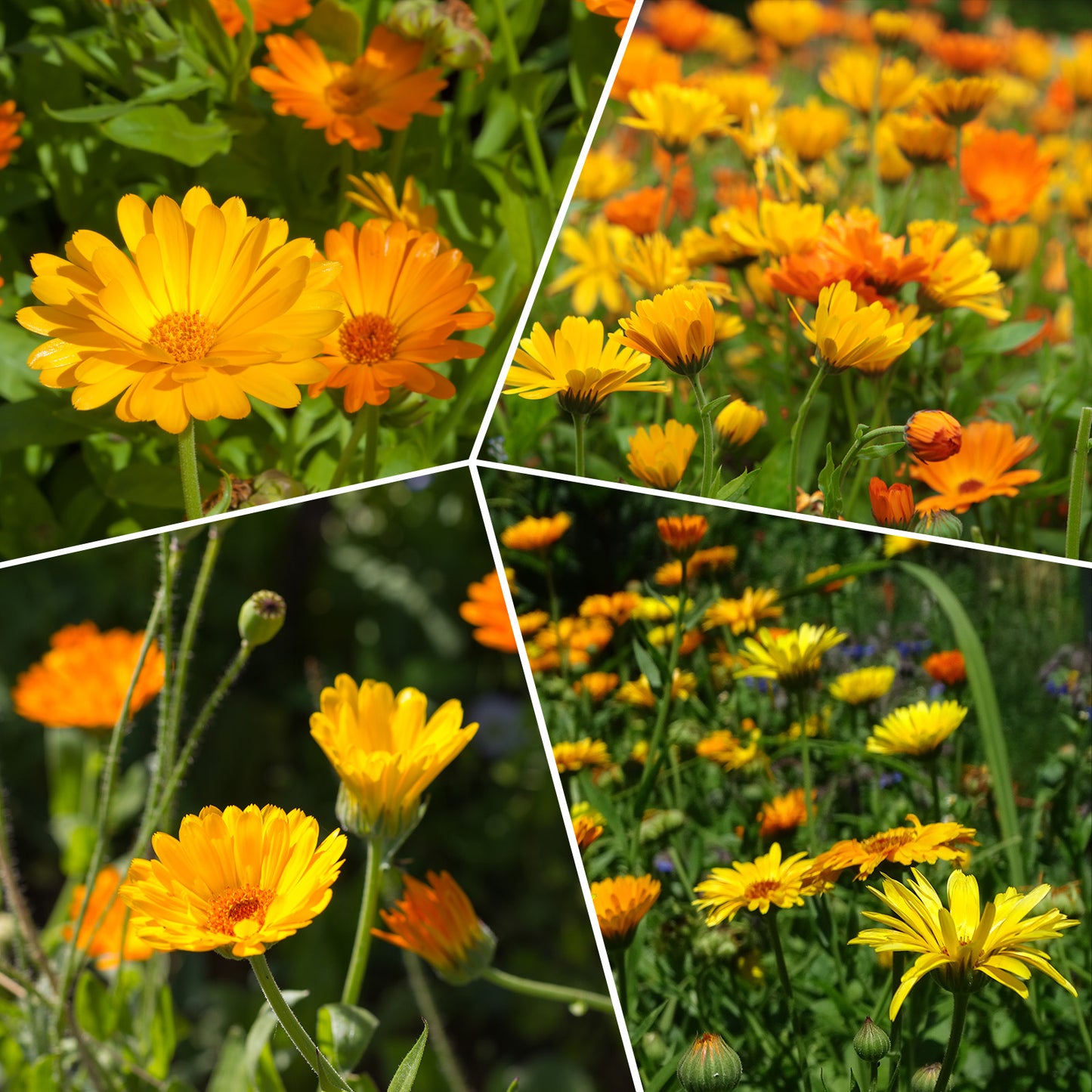 Calendula Seeds 1oz