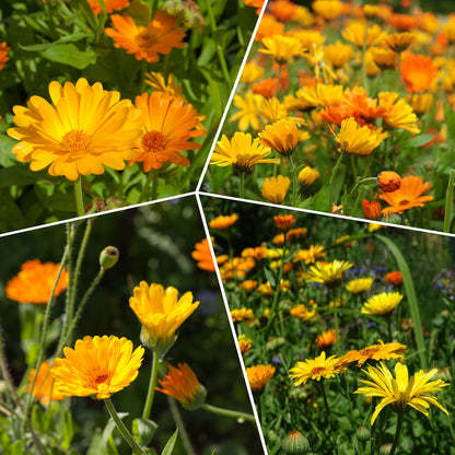 Calendula Seeds 1oz