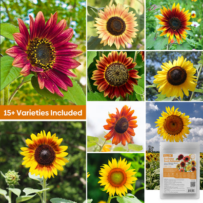 Mixed Sunflower Seeds 1oz