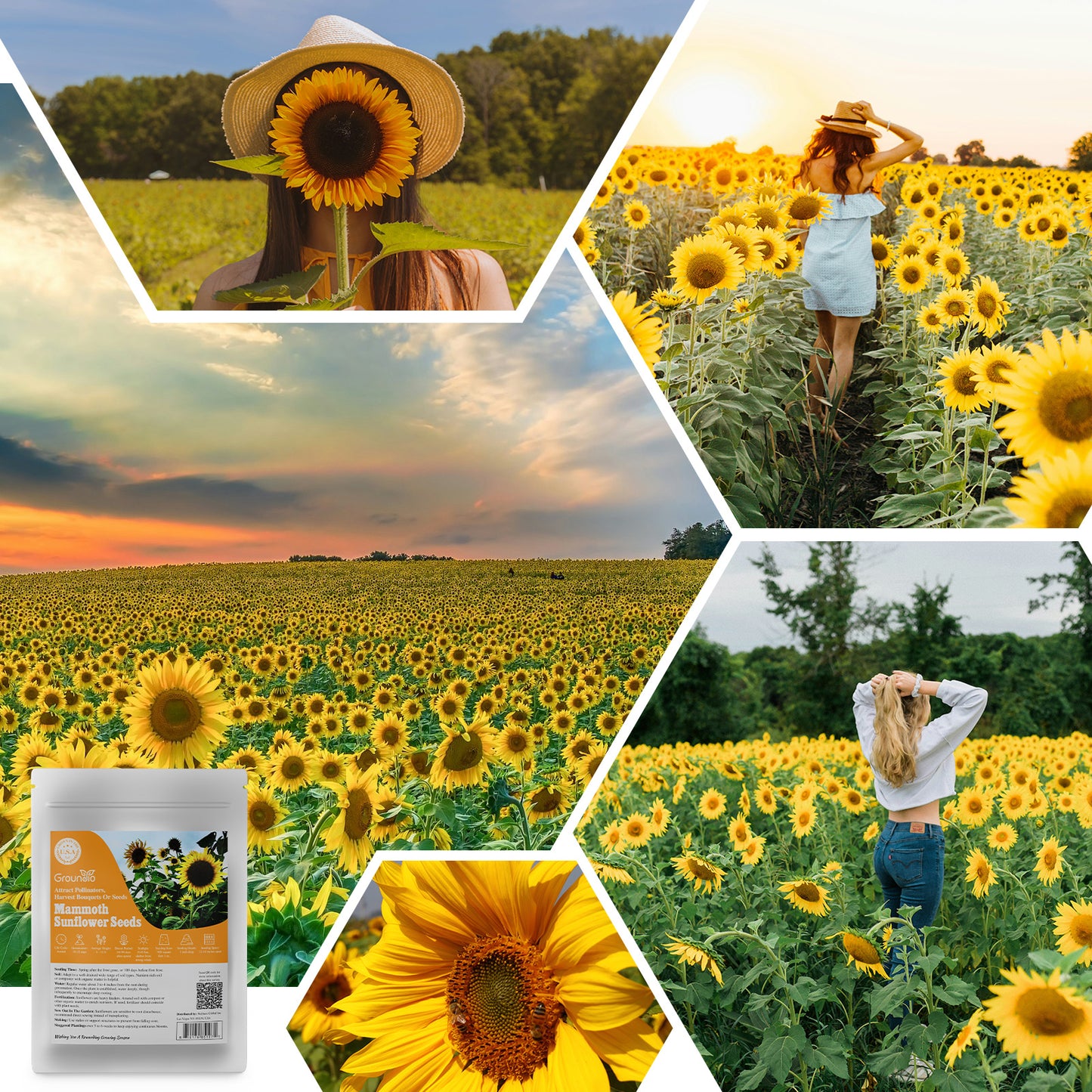 Mammoth Sunflower Seeds 1oz