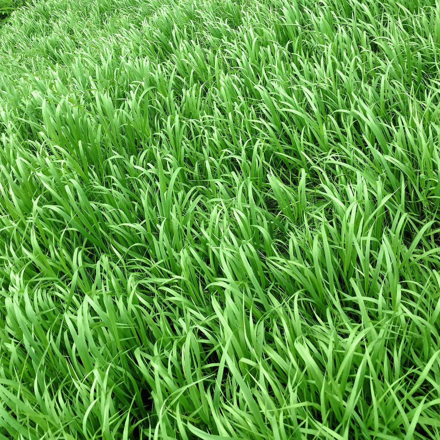 Winter Rye Seed 5 lbs.