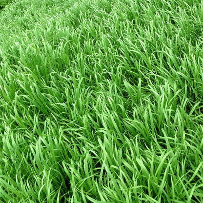 Winter Rye Seed 5 lbs.
