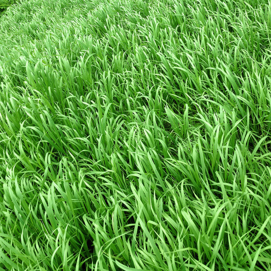 Winter Rye Seed 5 lbs.