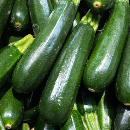 Black Beauty Zucchini Seeds for Planting