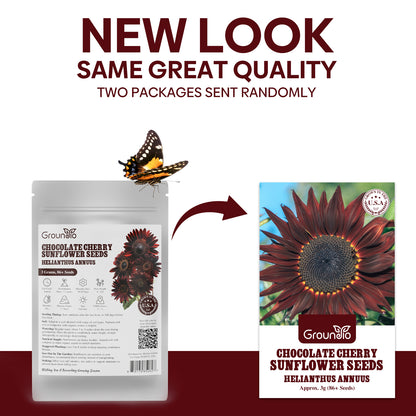 Chocolate Cherry Sunflower Seeds