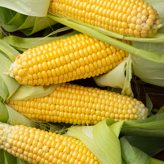 Golden Bantam Corn Seeds