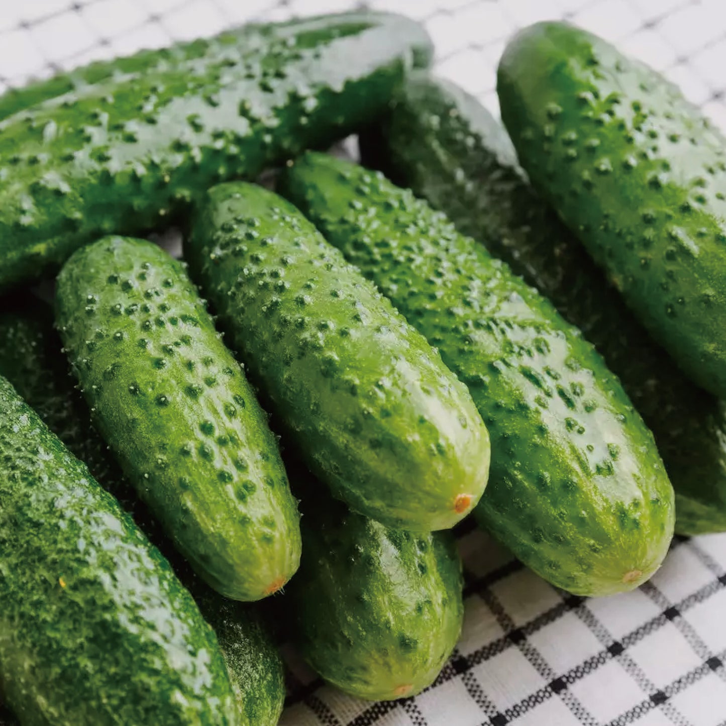 50 Straight Eight Cucumber Seeds