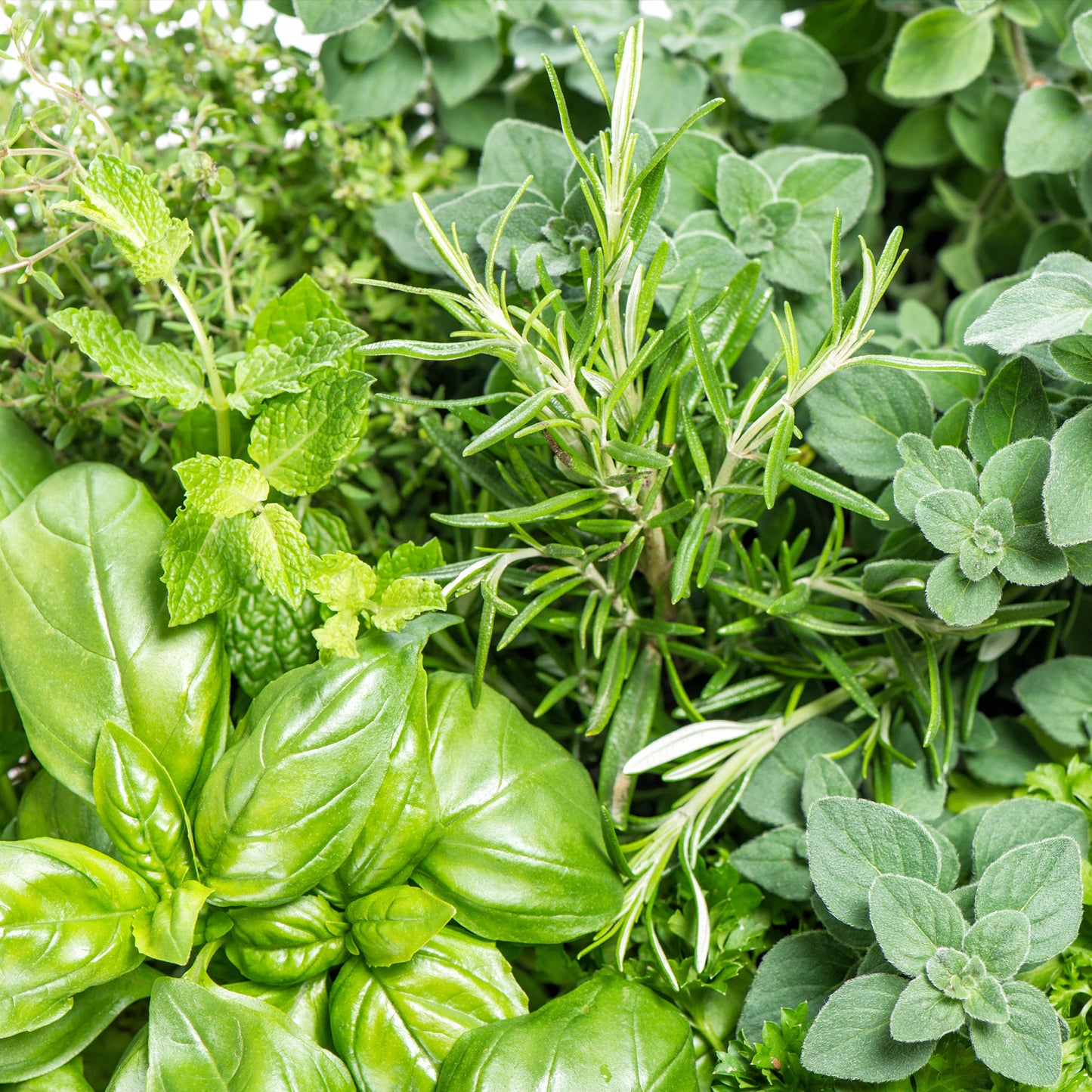 15 Herb Seeds Variety Pack