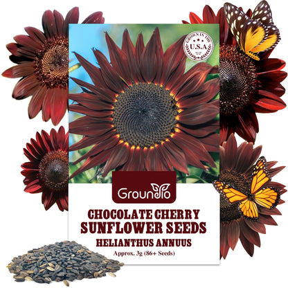 Chocolate Cherry Sunflower Seeds