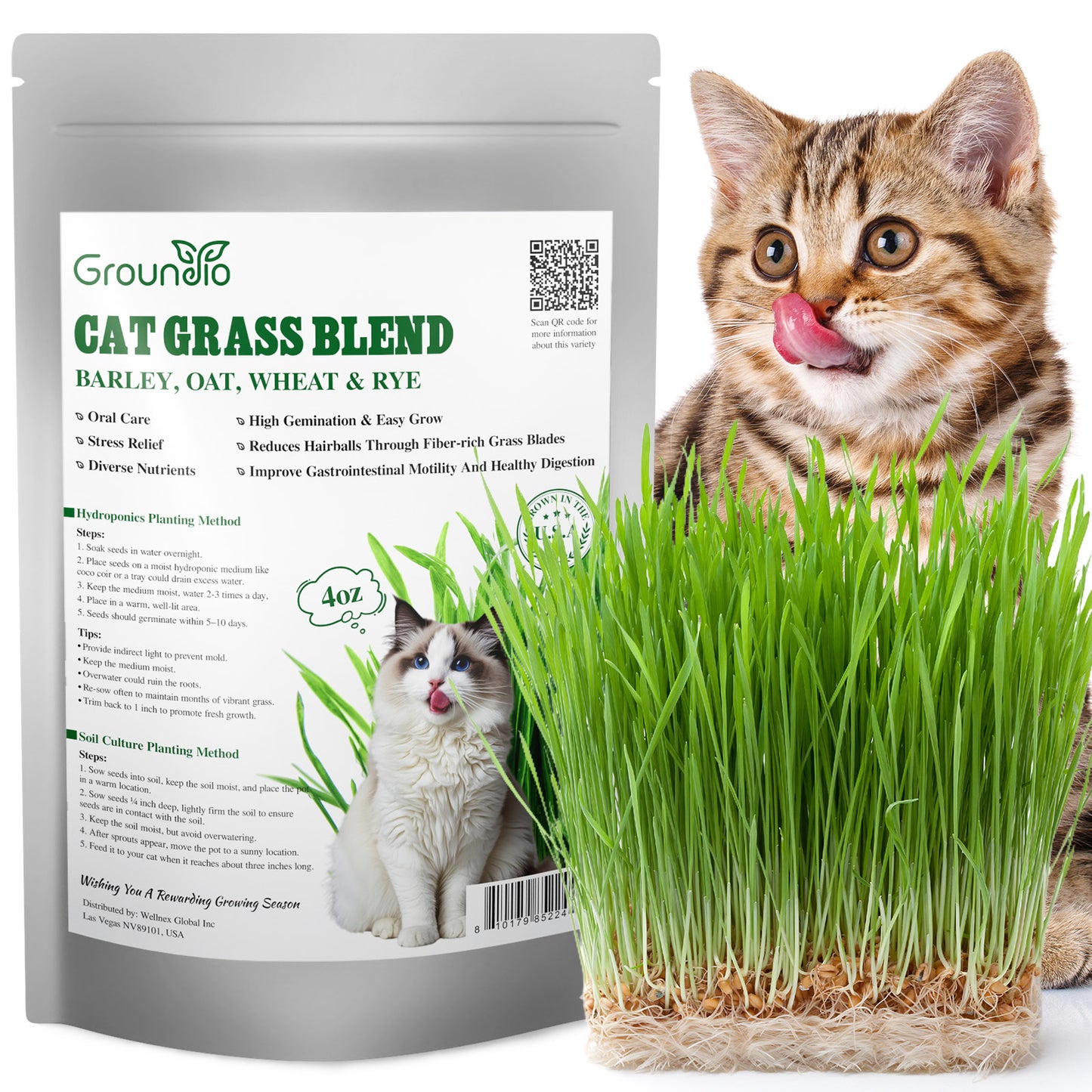 to plant cat grass should seeds be covered with soil Cat grass 4 Varieties mix 4oz – Groundio