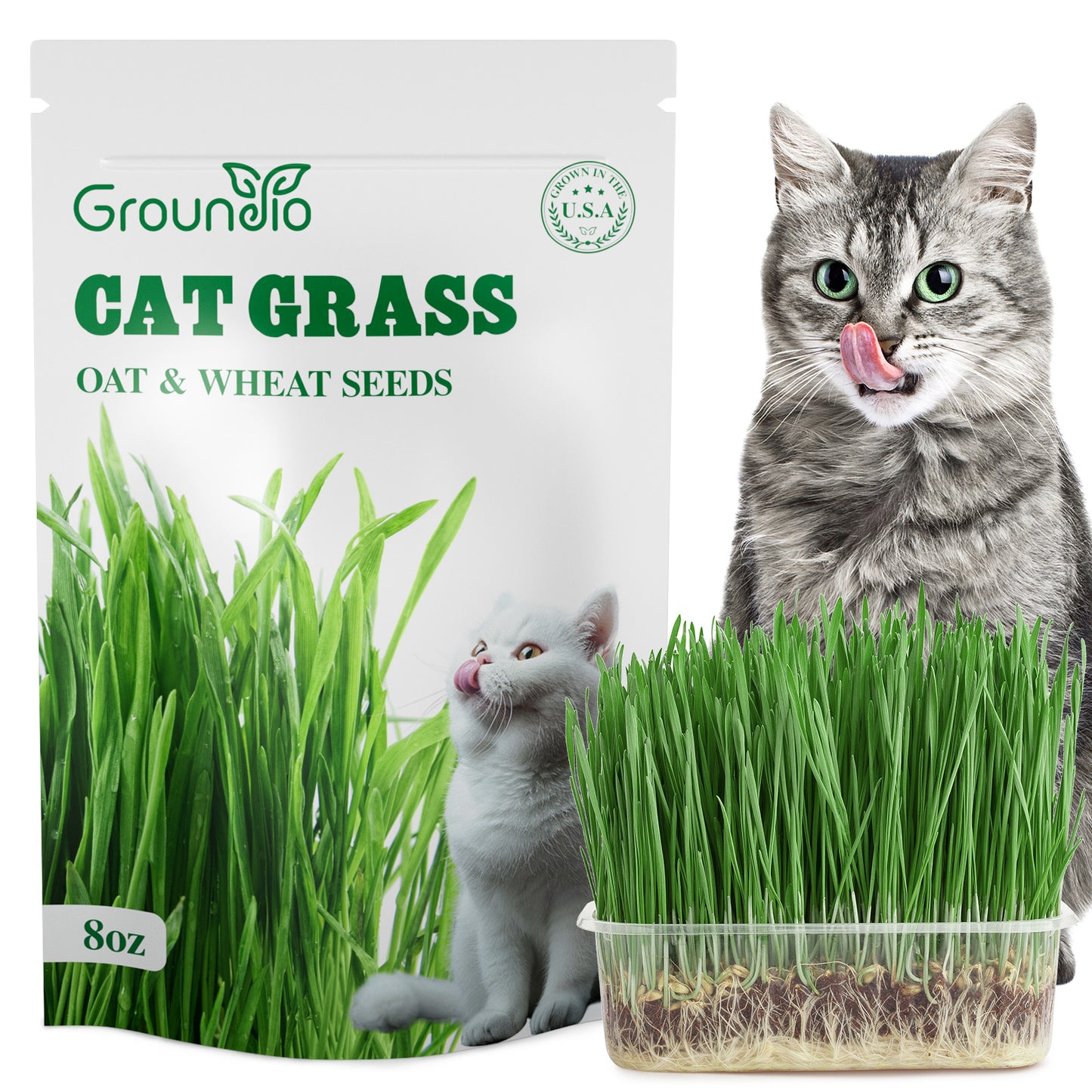 Cat Grass Seeds 8oz, Wheat & Oat Mix