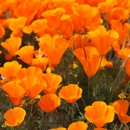 California Poppy Seeds 1oz