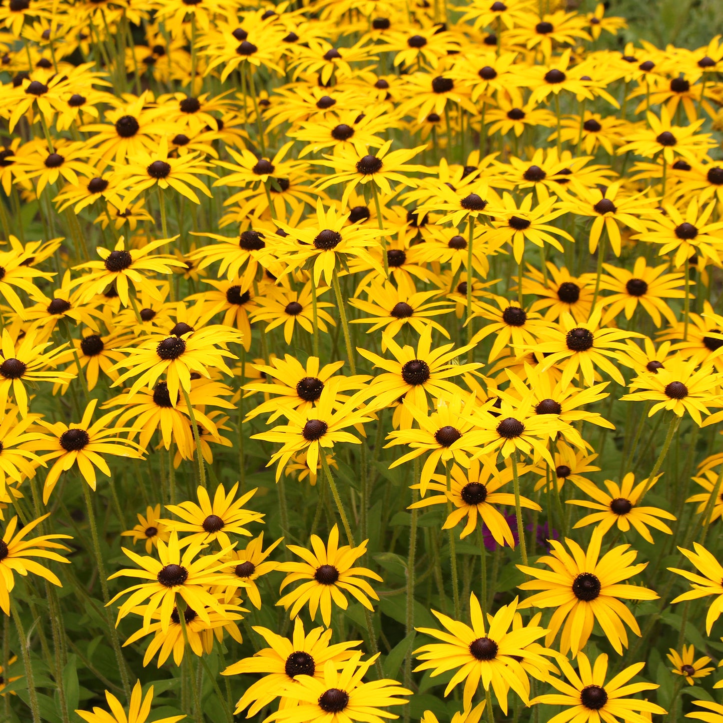 black eye susan 2g