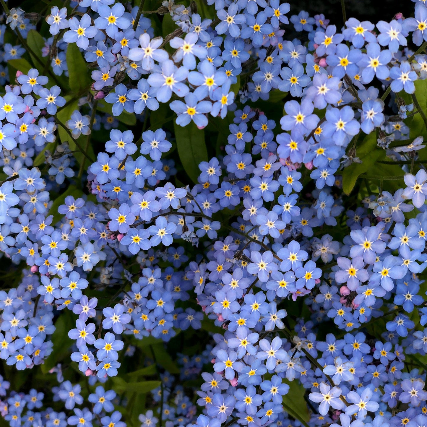 Chinese Forget Me Not Seeds 1 Ounce 6000+