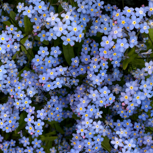 Chinese Forget Me Not Seeds 1 Ounce 6000+